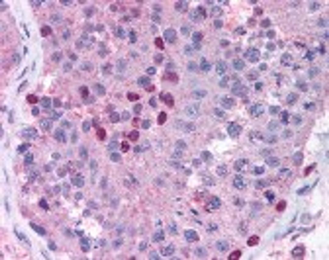 Immunohistochemistry staining of MMP28 in testis tissue using MMP28 Antibody.