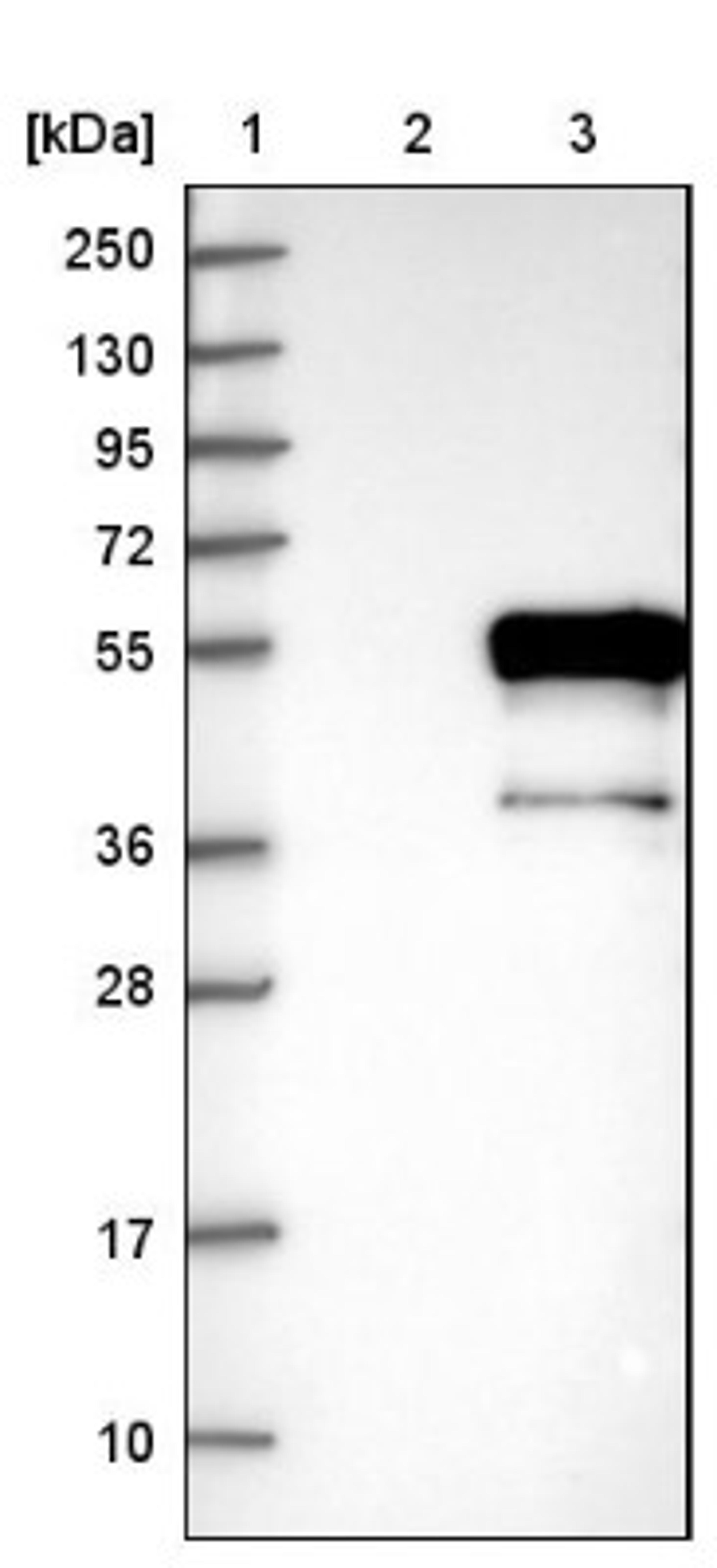 Western Blot: DMRT1 Antibody [NBP1-84071] - Lane 1: Marker [kDa] 250, 130, 95, 72, 55, 36, 28, 17, 10<br/>Lane 2: Negative control (vector only transfected HEK293T lysate)<br/>Lane 3: Over-expression lysate (Co-expressed with a C-terminal myc-DDK tag (~3.1 kDa) in mammalian HEK293T cells, LY411862)