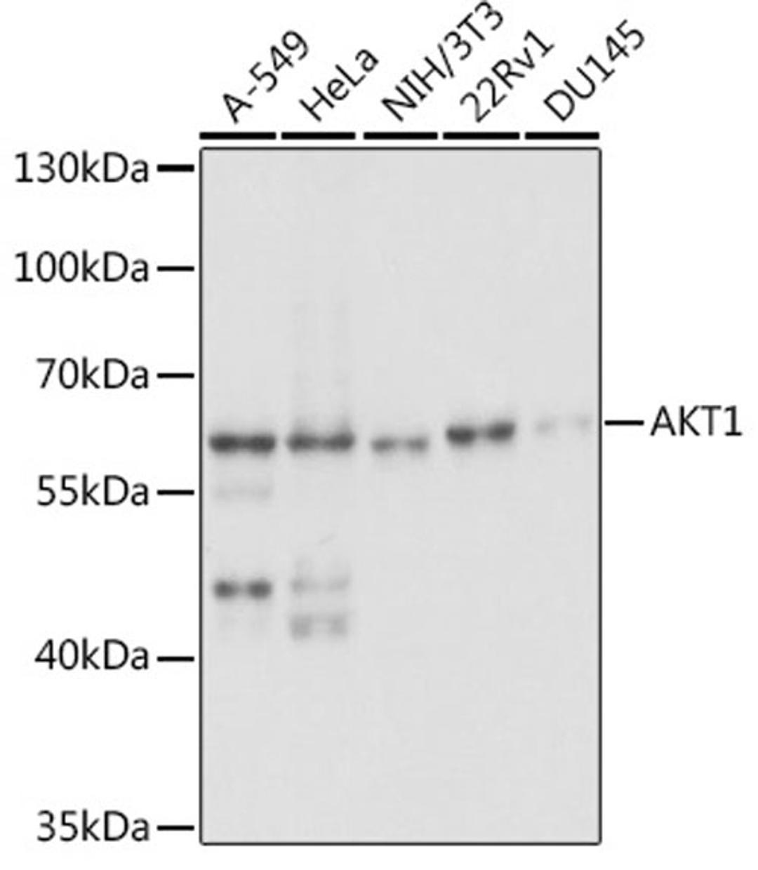 Western blot - AKT1 antibody (A5523)