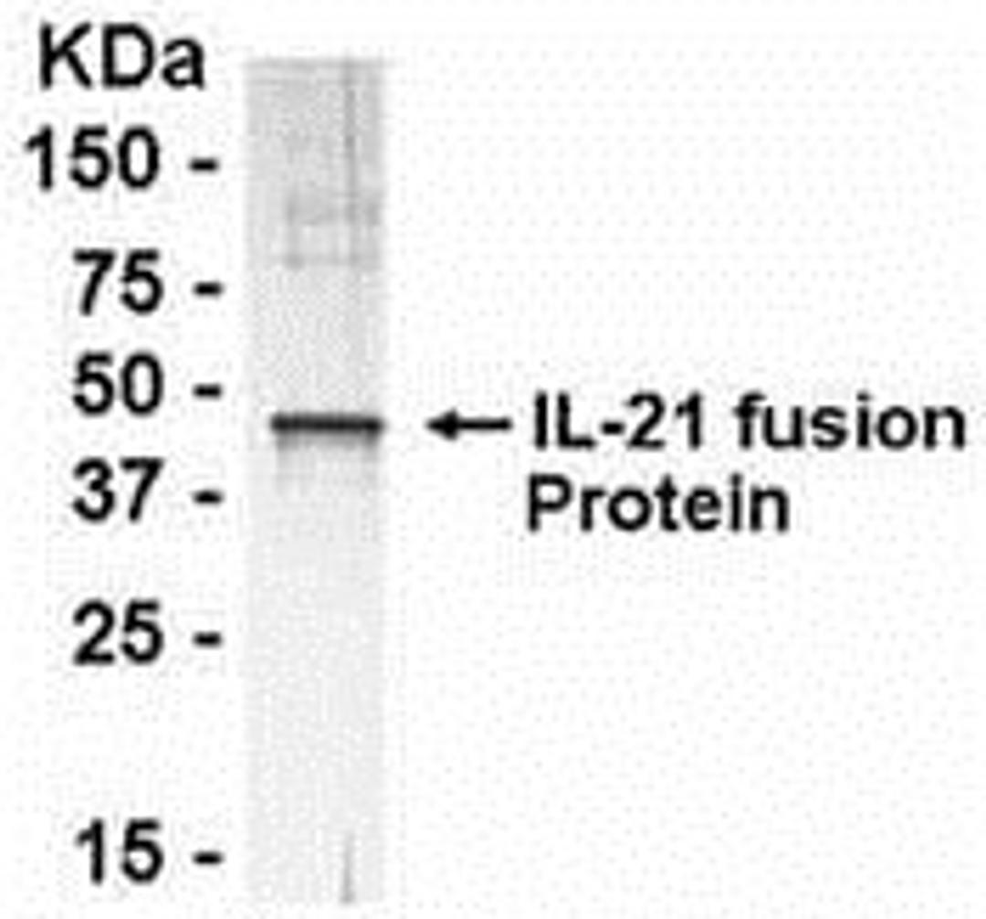 Recombinant fusion protein as test antigen. Affinity-purified anti-IL-21 IgY as primary antibody (0.1 ug/mL), and Goat anti-IgY-HRP as 2nd antibody. <br><br>E coli-derived fusion protein as test antigen. Affinity-purified IgY dilution: 1:2000, Goat anti-I