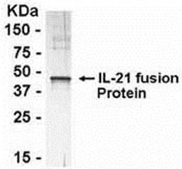 Recombinant fusion protein as test antigen. Affinity-purified anti-IL-21 IgY as primary antibody (0.1 ug/mL), and Goat anti-IgY-HRP as 2nd antibody. <br><br>E coli-derived fusion protein as test antigen. Affinity-purified IgY dilution: 1:2000, Goat anti-I