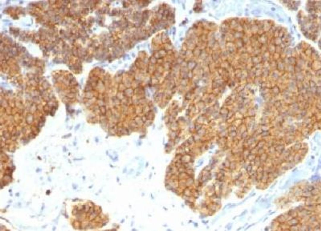 Immunohistochemistry-Paraffin: PTH Antibody  - IHC-prediluted [NBP2-48374] - Formalin-fixed paraffin embedded human Parathyroid.