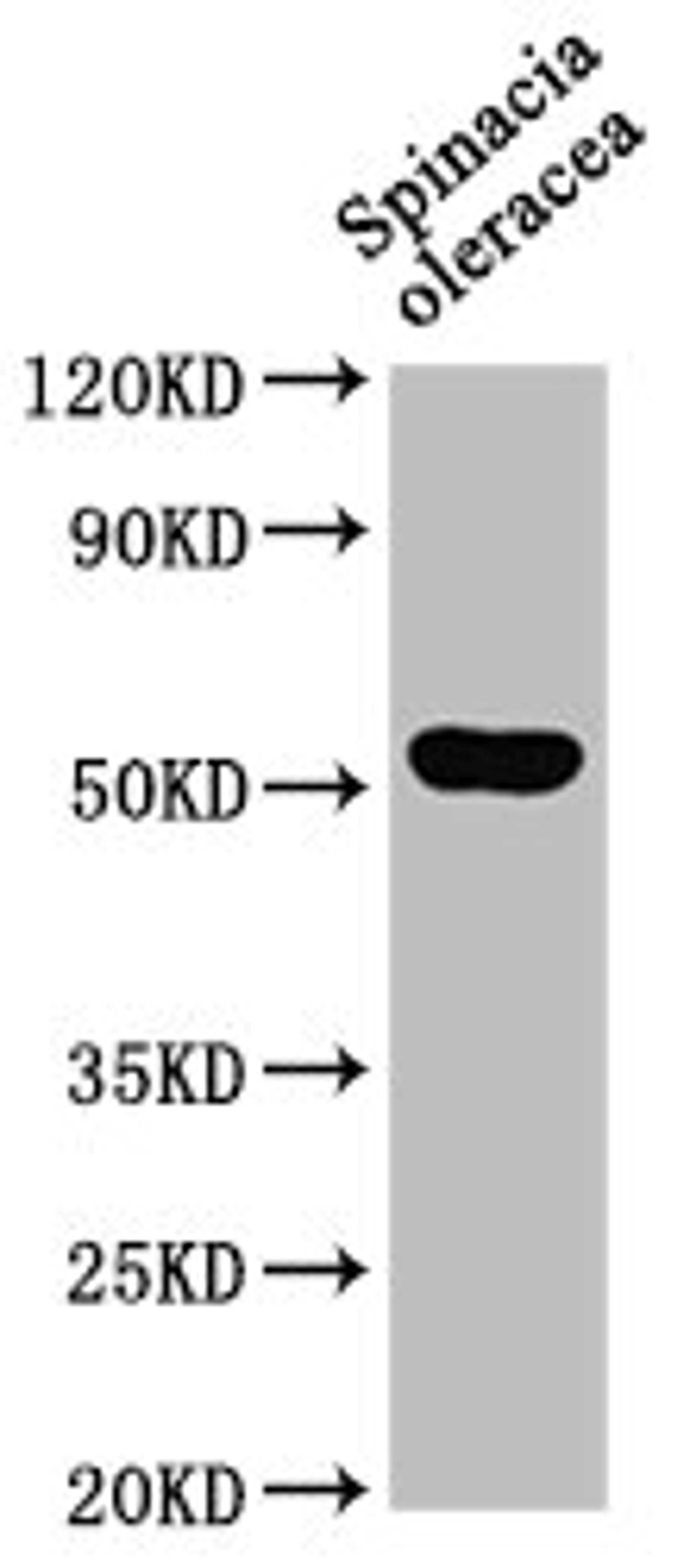 Western Blot. Positive WB detected in: Spinacia oleracea leaf tissue. All lanes: SUN1 antibody at 1:1000. Secondary. Goat polyclonal to rabbit IgG at 1/50000 dilution. Predicted band size: 52 kDa. Observed band size: 52 kDa