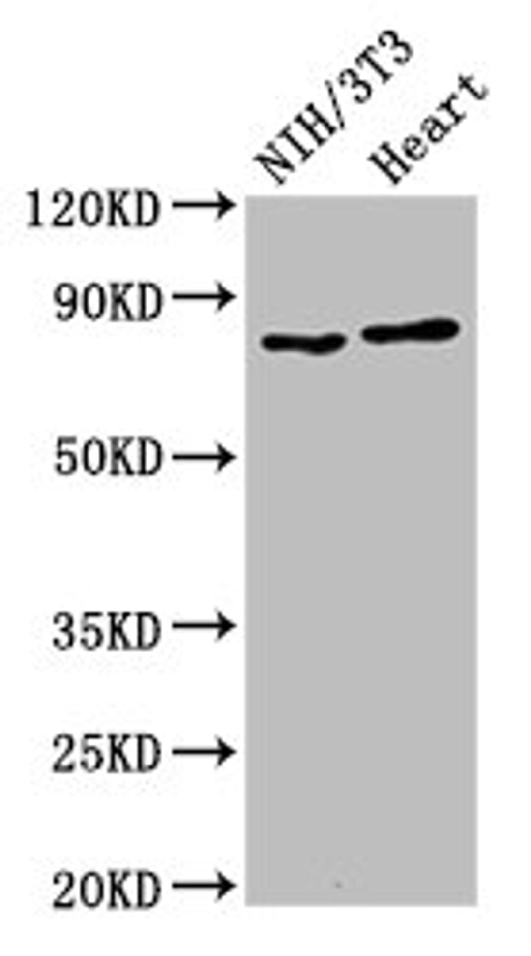 Western Blot. Positive WB detected in: NIH/3T3 whole cell lysate, Rat heart tissue. All lanes: RPS6KA3 antibody at 2ug/ml. Secondary. Goat polyclonal to rabbit IgG at 1/50000 dilution. Predicted band size: 84 kDa. Observed band size: 84 kDa. 