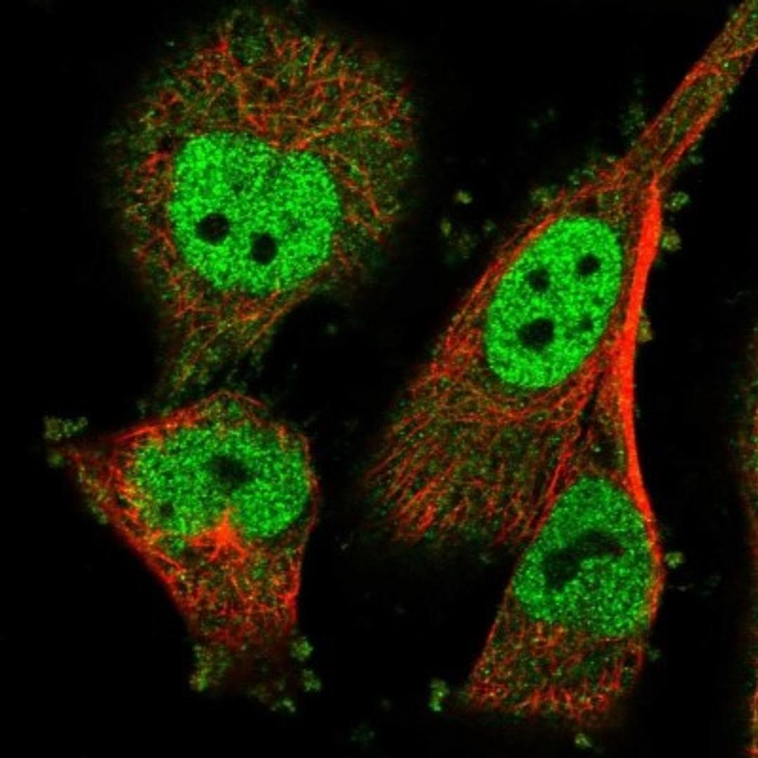 Immunocytochemistry/Immunofluorescence: Ly-6G5C Antibody [NBP1-91160] - Staining of human cell line U-251 MG shows positivity in nucleus but not nucleoli & cytoplasm.