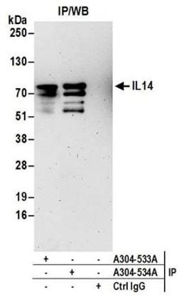 Detection of human IL14 by western blot of immunoprecipitates.