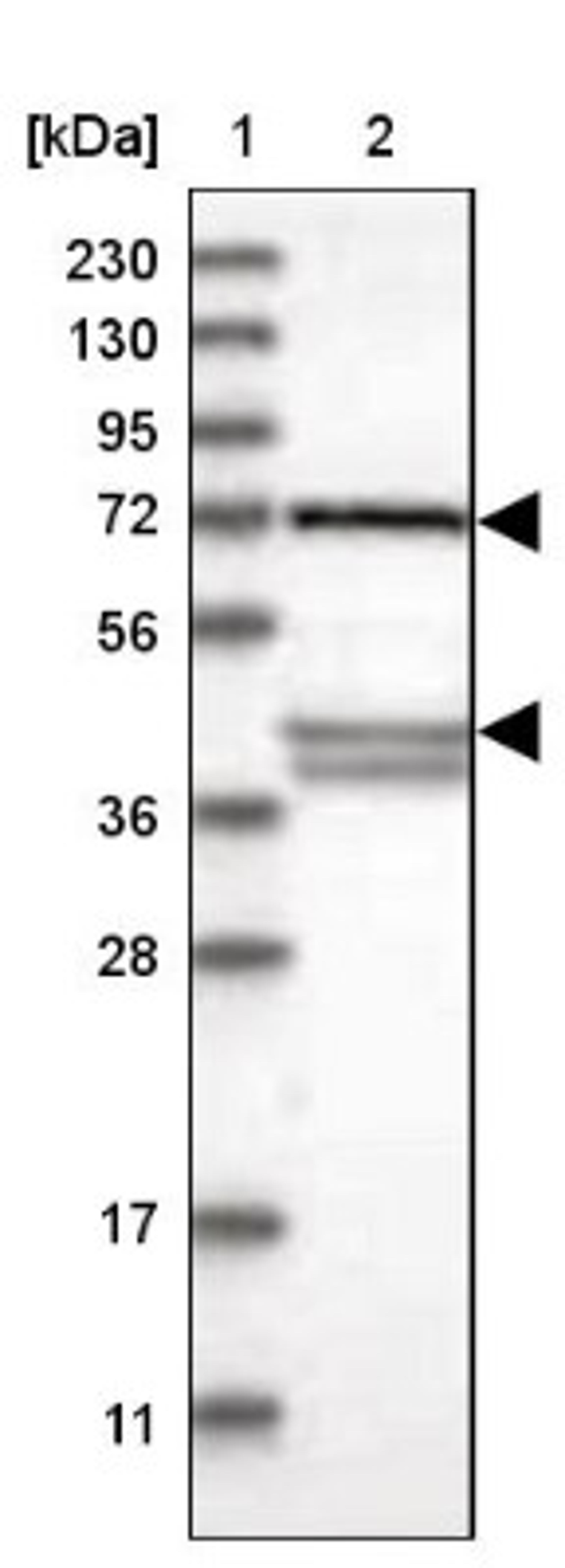 Western Blot: Glypican 1/GPC1 Antibody [NBP1-89759] - Lane 1: Marker [kDa] 230, 130, 95, 72, 56, 36, 28, 17, 11<br/>Lane 2: Human cell line RT-4