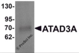 Western blot analysis of ATAD3A in Daudi cell lysate with ATAD3A antibody at 1 &#956;g/mL .