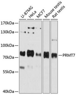 Western blot - PRMT7 antibody (A12159)