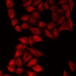 Immunofluorescent analysis of HeLa cells using NEIL1 antibody