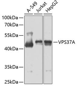 Western blot - VPS37A antibody (A7853)