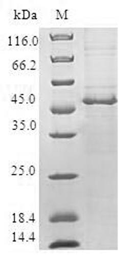 (Tris-Glycine gel) Discontinuous SDS-PAGE (reduced) with 5% enrichment gel and 15% separation gel.