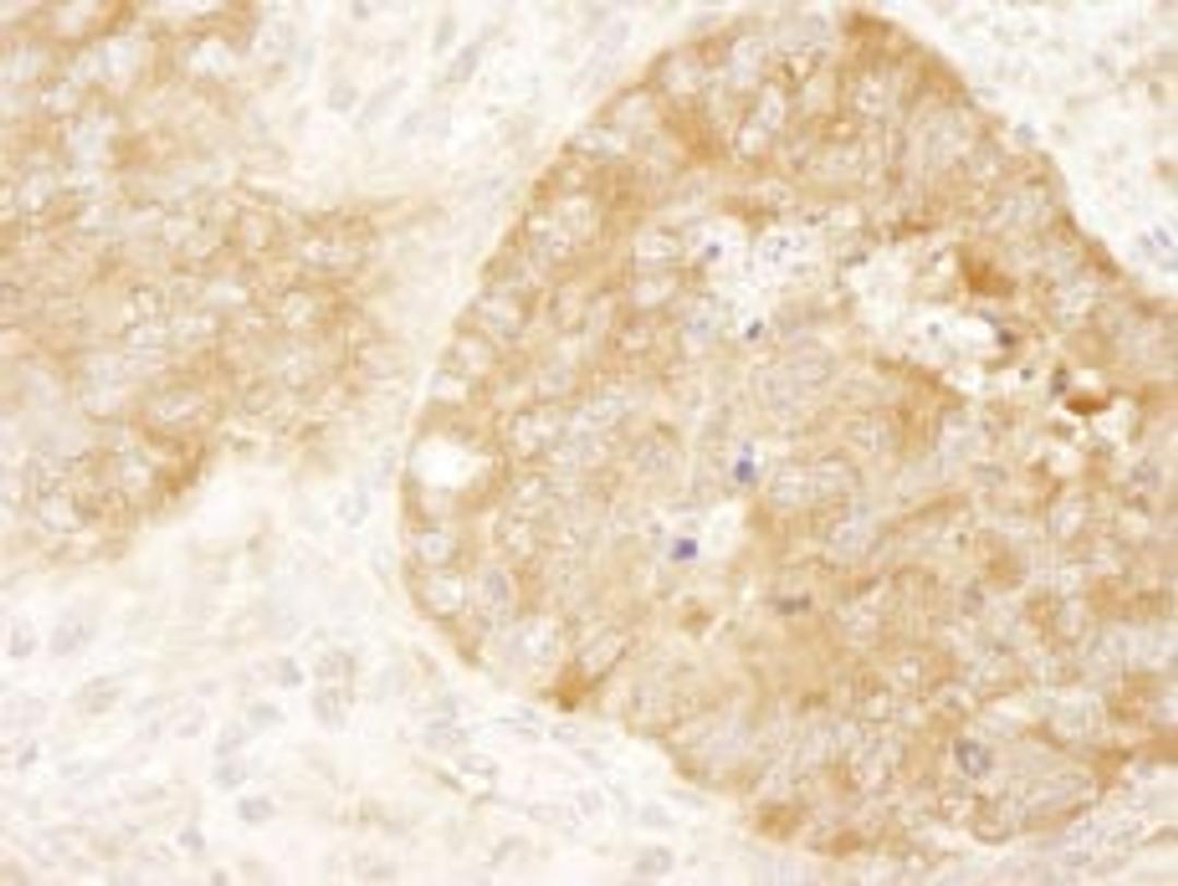 Detection of mouse eIF2alpha/EIF2S1 by immunohistochemistry.