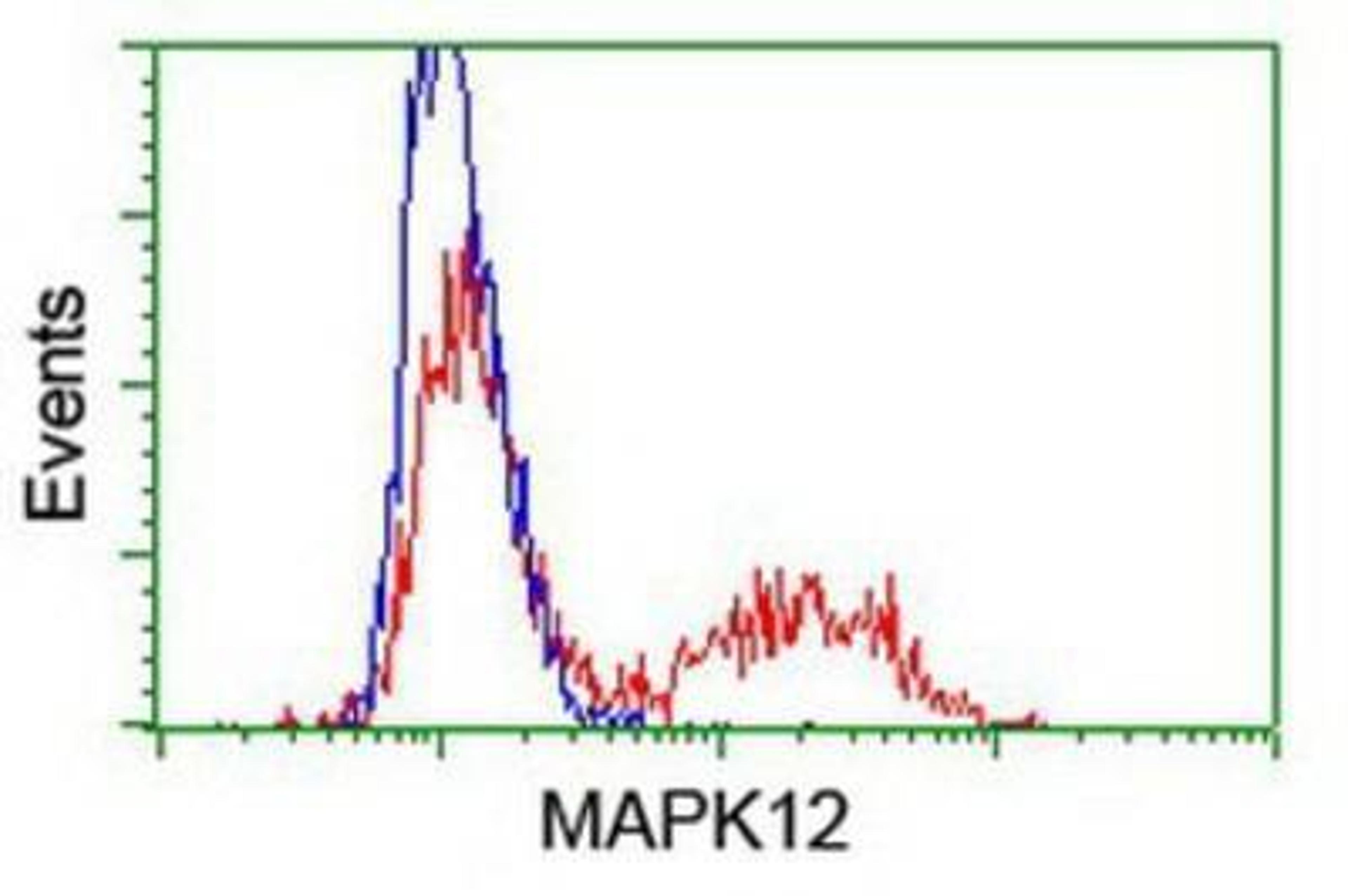 Flow Cytometry: p38 gamma/SAPK3 Antibody (10E1) [NBP1-47852] - HEK293T cells transfected with either overexpression plasmid (Red) or empty vector control plasmid (Blue) were immunostained by anti-SAPK3 antibody, and then analyzed by flow cytometry.