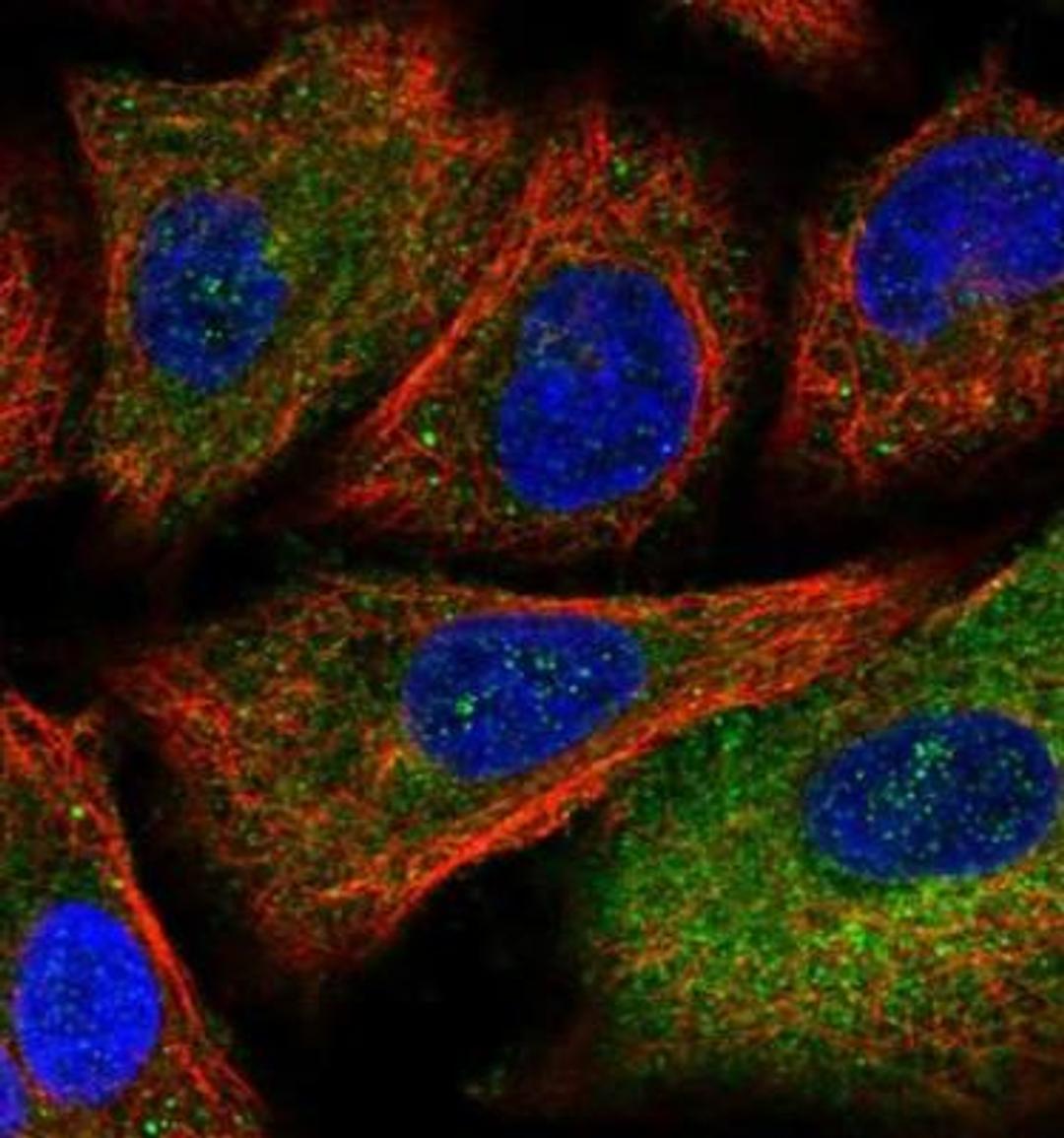 Immunocytochemistry/Immunofluorescence: NIR2 Antibody [NBP2-34132] - Staining of human cell line A549 shows positivity in cytoplasm. Antibody staining is shown in green.