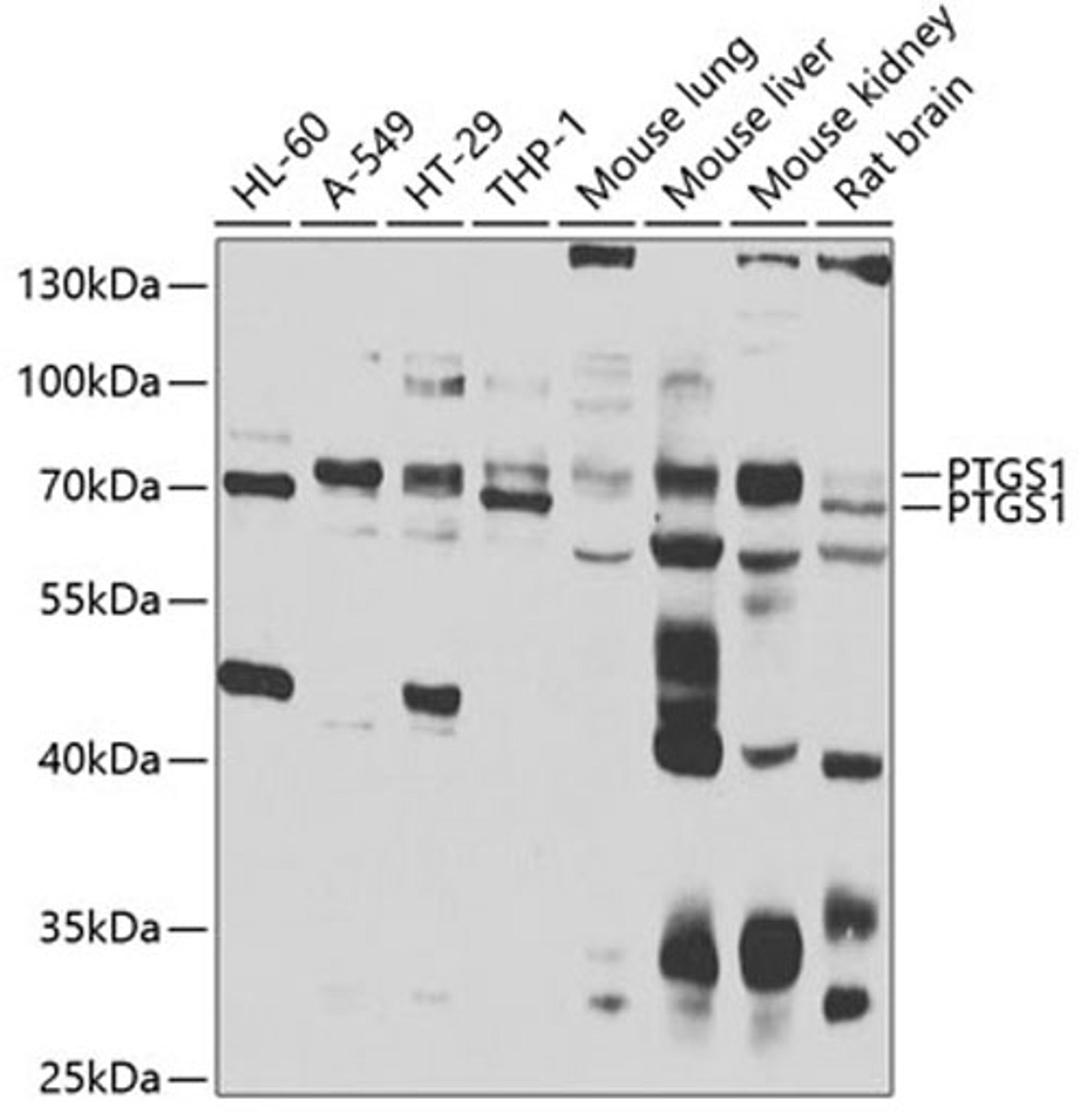 Western blot - PTGS1 antibody (A7341)