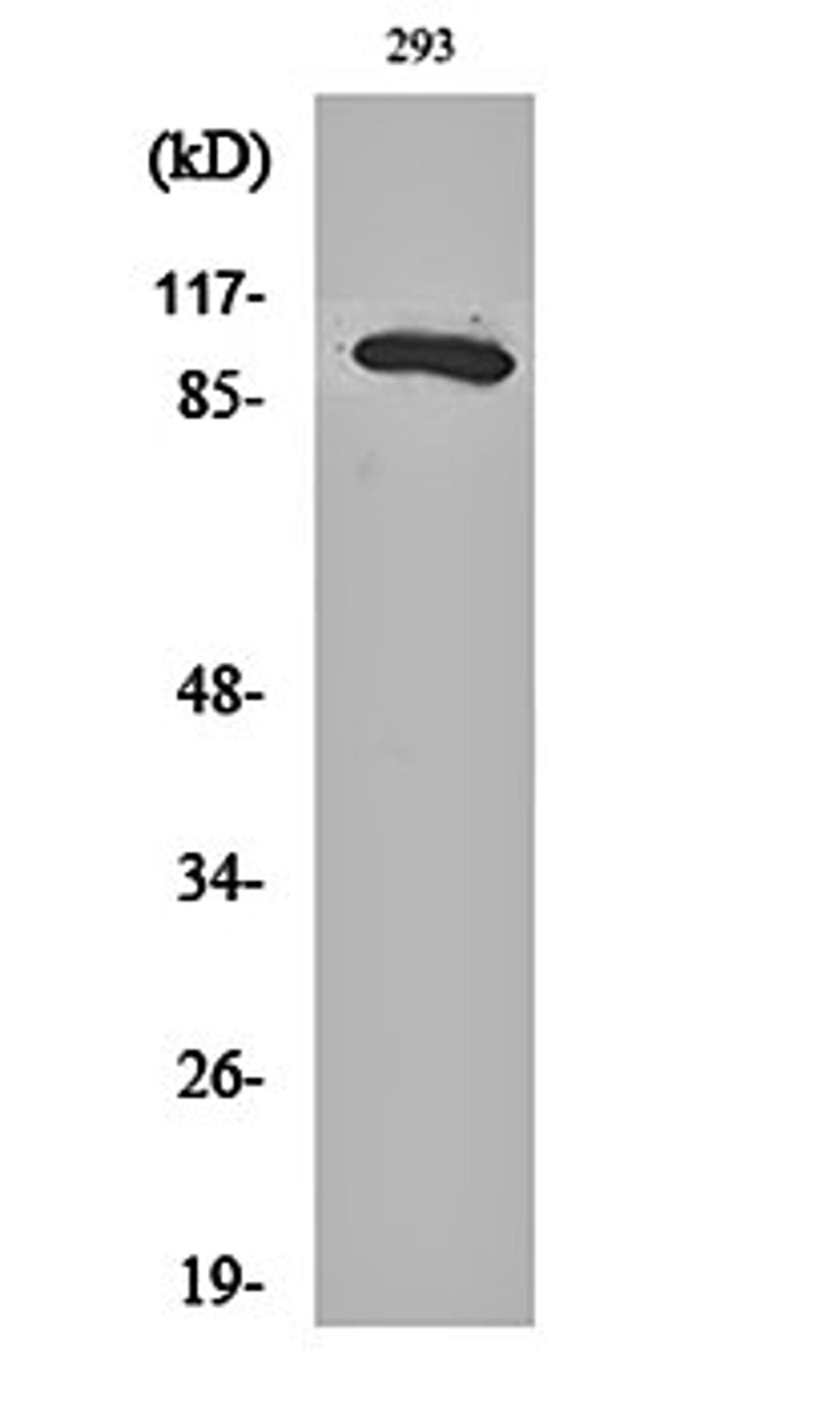 Western blot analysis of 293 cell lysates using Rab 3 GAP p130 antibody