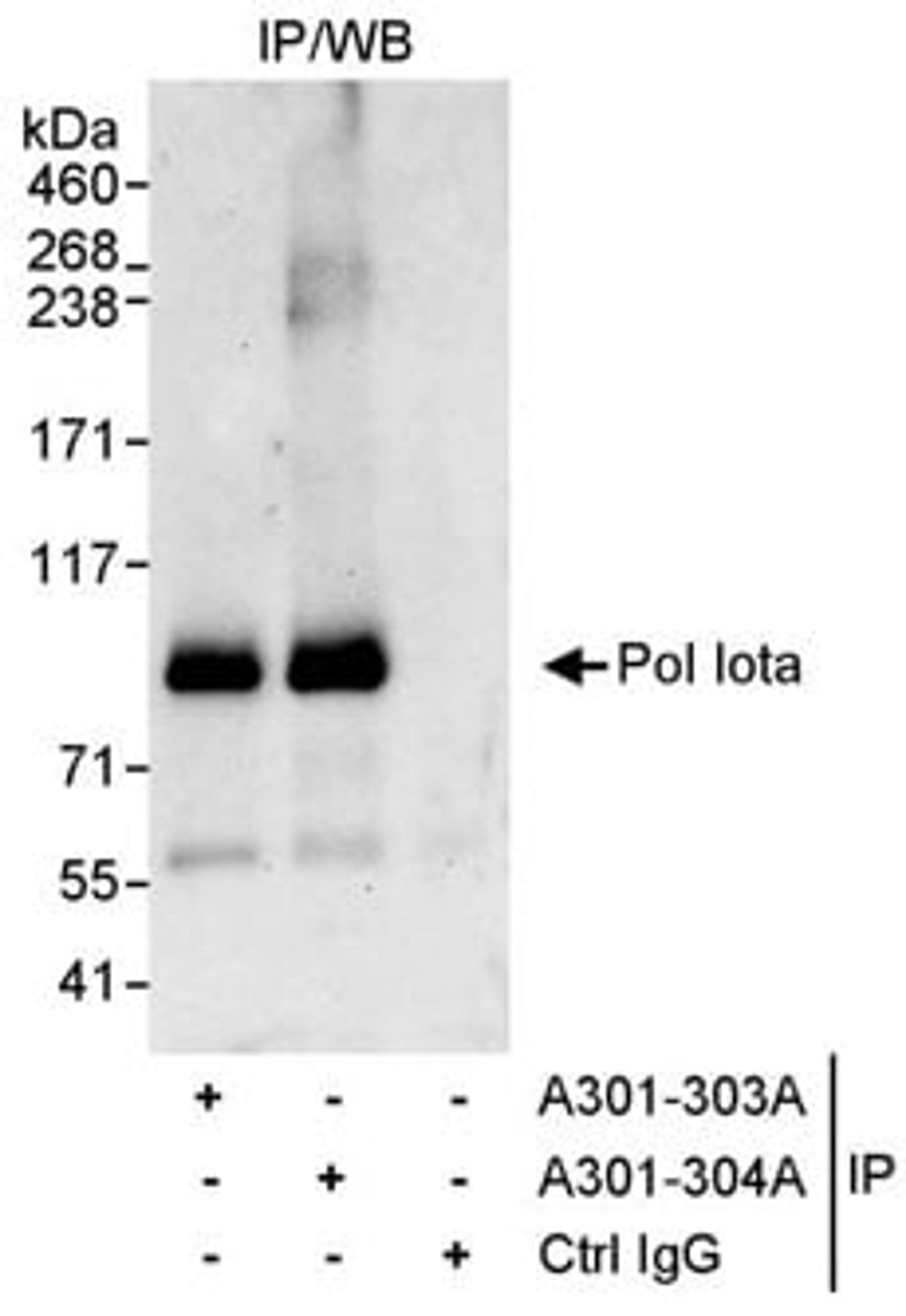 Detection of human Pol Iota by western blot of immunoprecipitates.