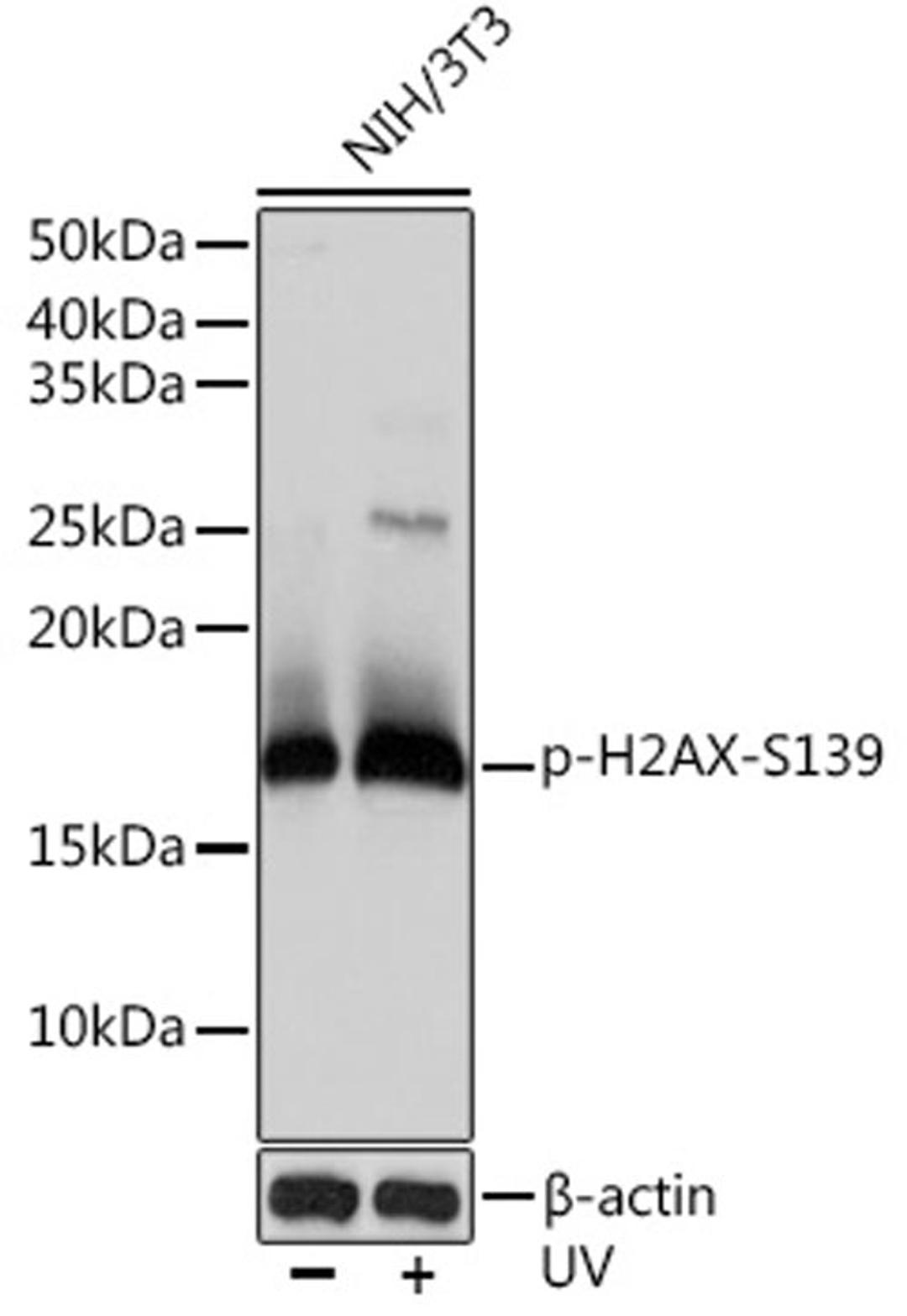 Western blot - Phospho-H2AX-S139 antibody (AP0687)