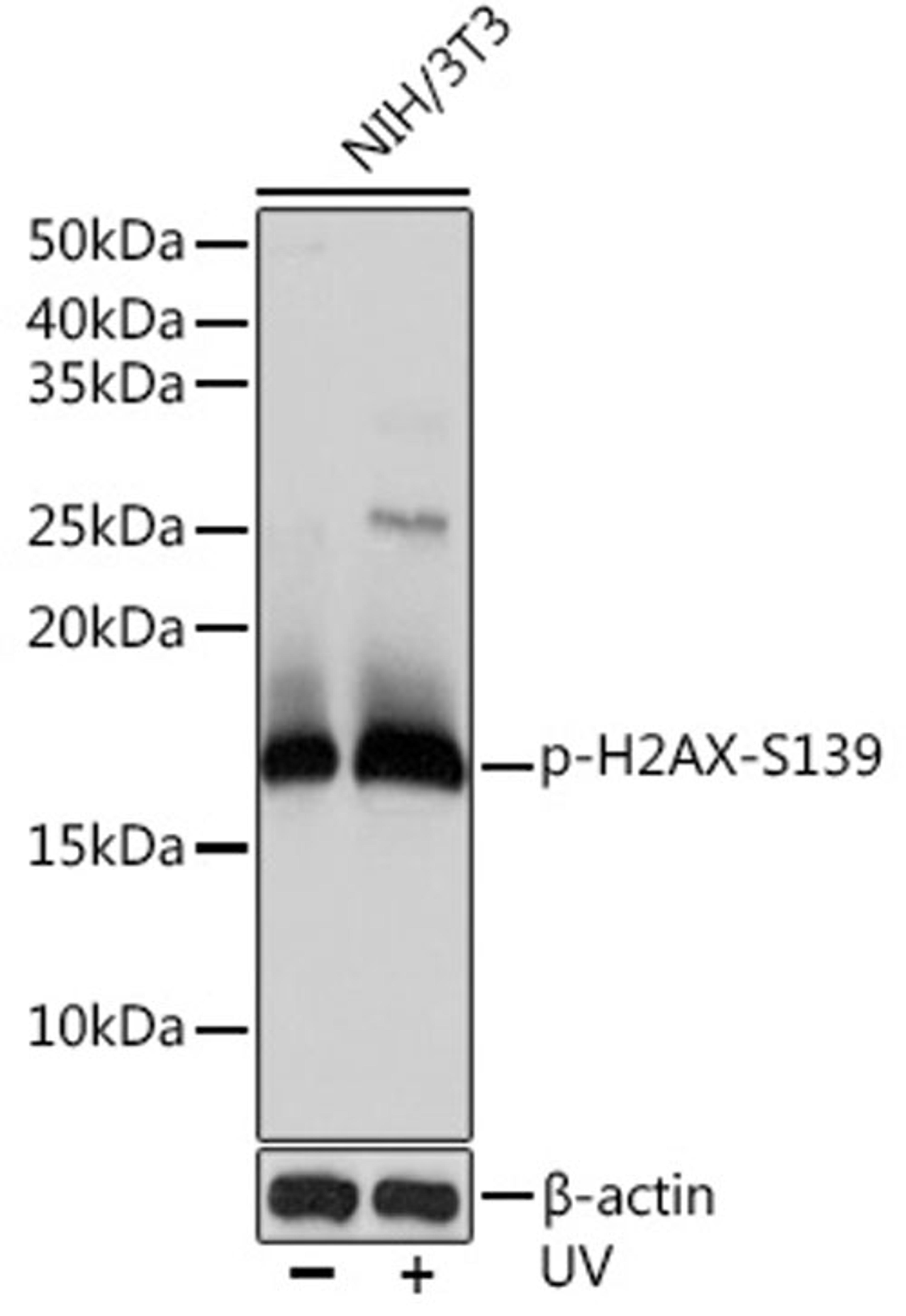 Western blot - Phospho-H2AX-S139 antibody (AP0687)