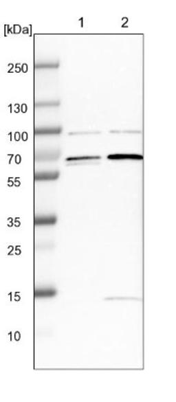 Western Blot: FAM134C Antibody [NBP1-85053] - Lane 1: NIH-3T3 cell lysate (Mouse embryonic fibroblast cells)<br/>Lane 2: NBT-II cell lysate (Rat Wistar bladder tumour cells)