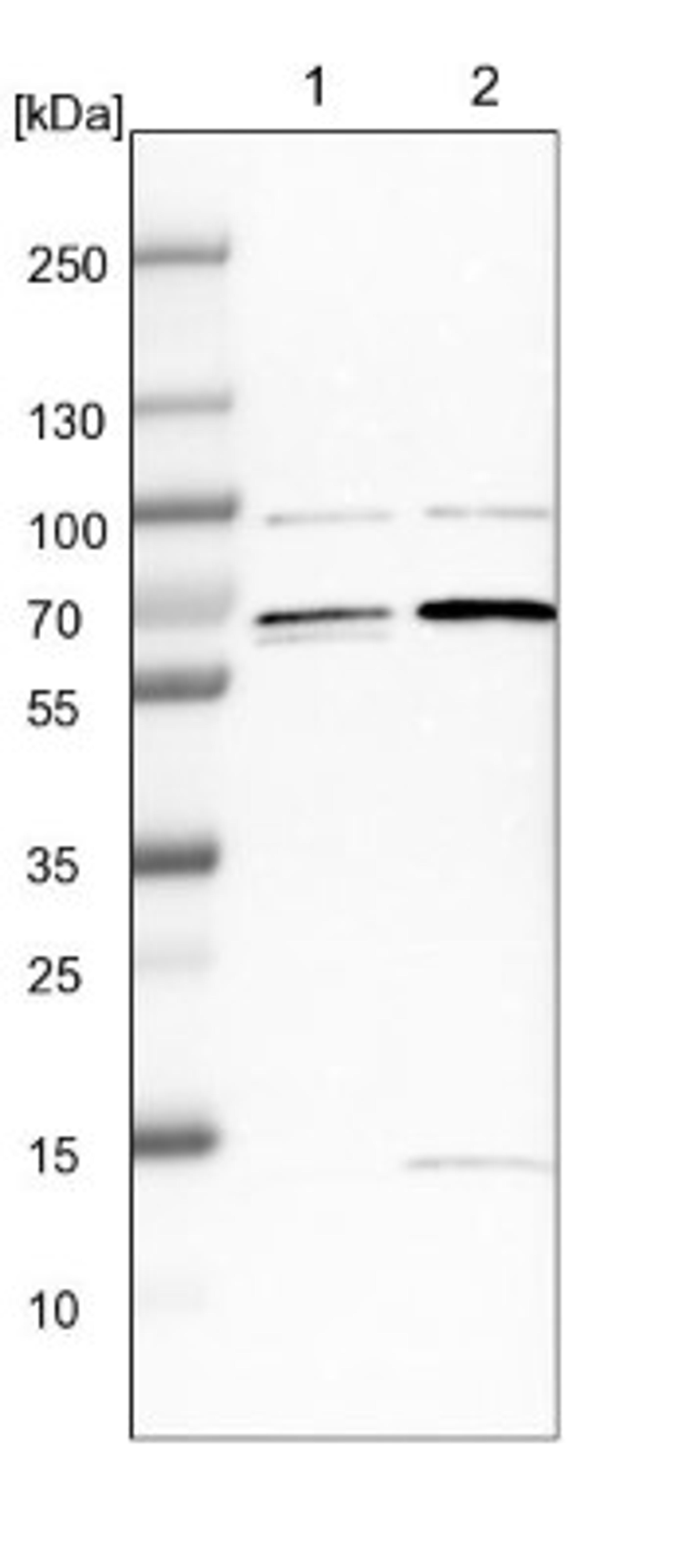 Western Blot: FAM134C Antibody [NBP1-85053] - Lane 1: NIH-3T3 cell lysate (Mouse embryonic fibroblast cells)<br/>Lane 2: NBT-II cell lysate (Rat Wistar bladder tumour cells)