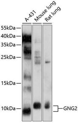 Western blot - GNG2 antibody (A10309)