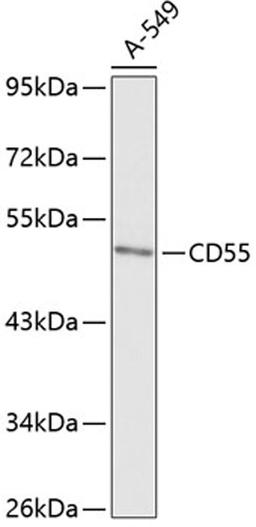 Western blot - CD55 antibody (A13918)