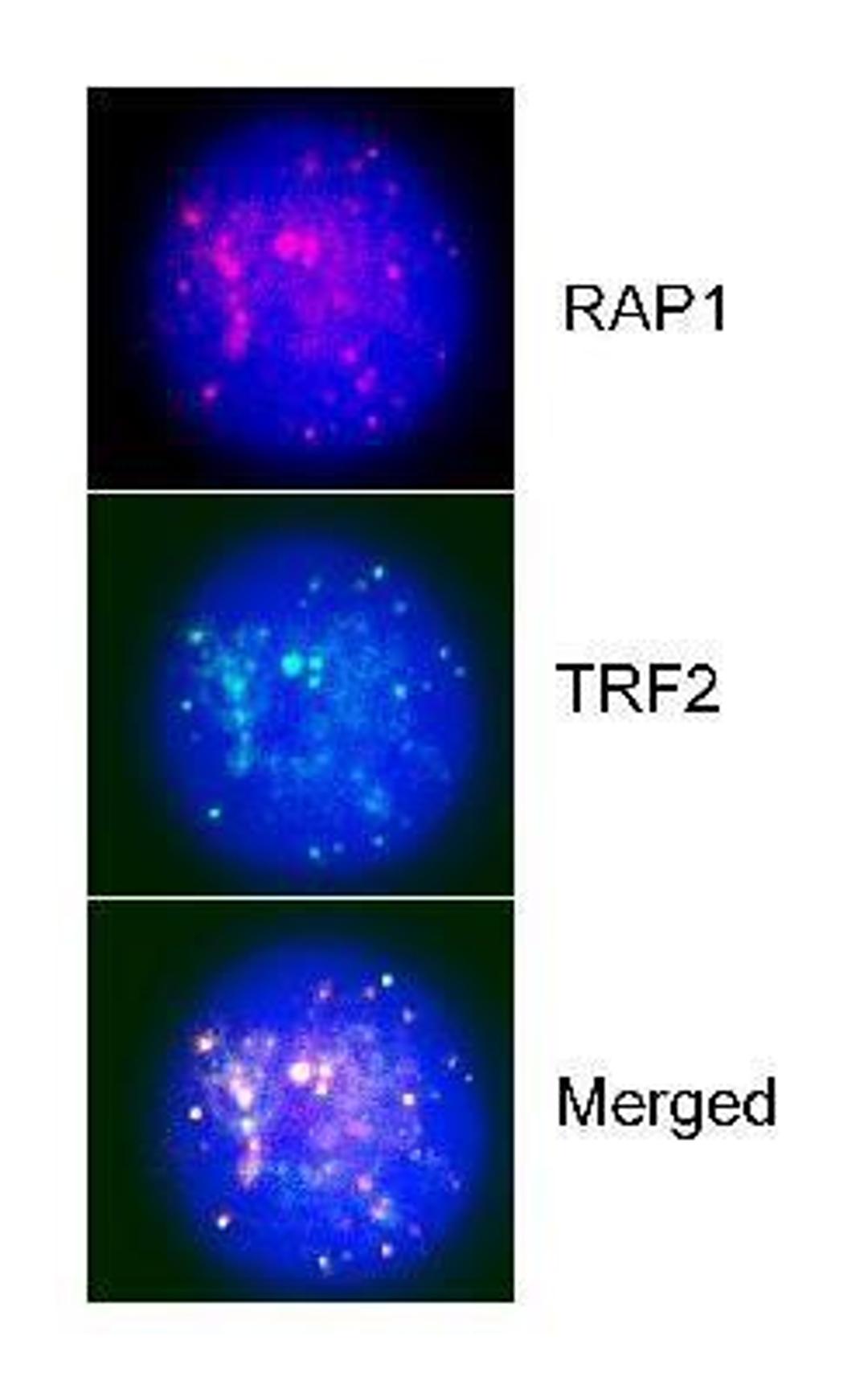 Immunocytochemistry/Immunofluorescence: TERF21P Antibody [NB100-292] -  Localization of RAP1 to Telomeres with TRF2 by Immunofluorescence, using NB 100-292. Sample: HeLa cells.