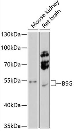 Western blot - BSG antibody (A13954)