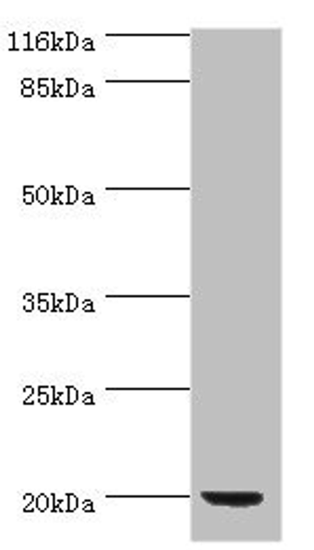 Western blot. All lanes: def antibody at 2µg/ml + DH5α whole cell lysate. Secondary. Goat polyclonal to rabbit IgG at 1/10000 dilution. Predicted band size: 20 kDa. Observed band size: 20 kDa