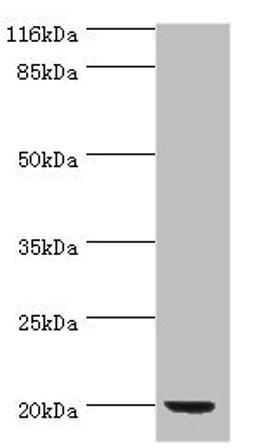 Western blot. All lanes: def antibody at 2µg/ml + DH5α whole cell lysate. Secondary. Goat polyclonal to rabbit IgG at 1/10000 dilution. Predicted band size: 20 kDa. Observed band size: 20 kDa