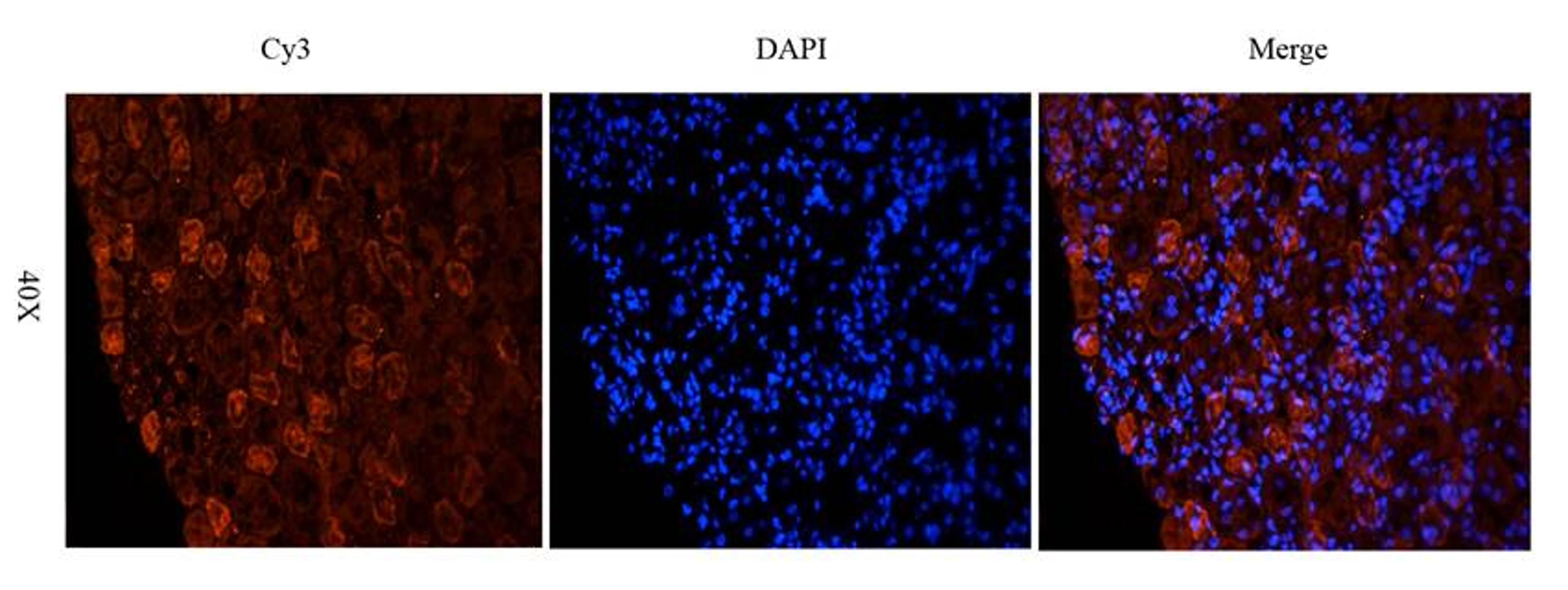 Immunofluorescence image of guinea pig kidney tissue using NTCP antibody (dilution at 2.5 ug/ml)