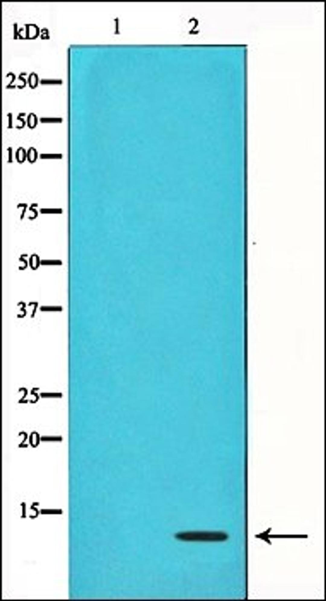 Western blot analysis of COS7 whole cell lysates using Acetyl-Histone H4 antibody