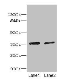 Western blot. All lanes: EFNB3 antibody at 1.44ug/ml. Lane 1: HepG2 whole cell lysate. Lane 2: Hela whole cell lysate. Secondary. Goat polyclonal to rabbit IgG at 1/10000 dilution. Predicted band size: 36 kDa. Observed band size: 36 kDa. 