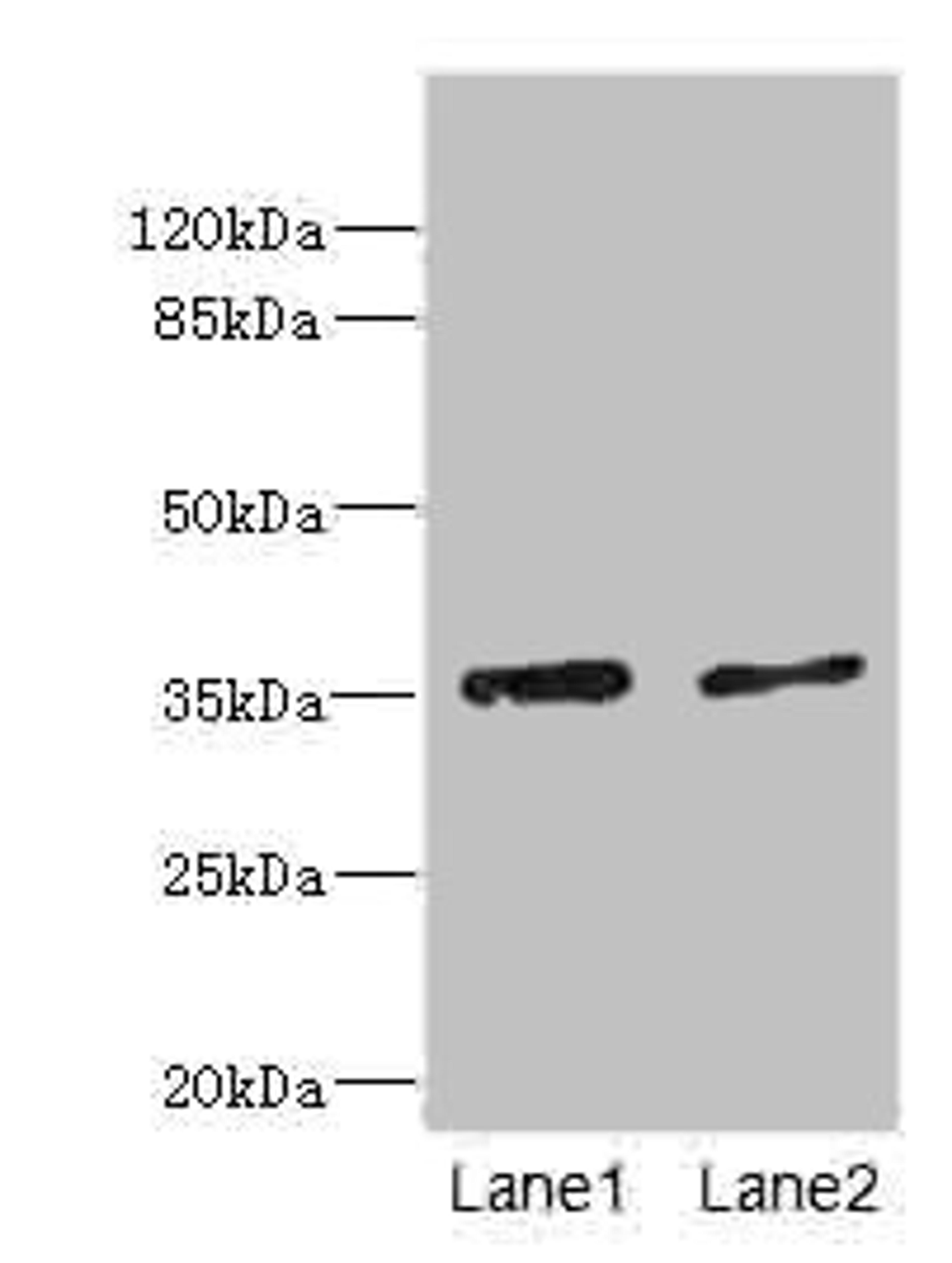 Western blot. All lanes: EFNB3 antibody at 1.44ug/ml. Lane 1: HepG2 whole cell lysate. Lane 2: Hela whole cell lysate. Secondary. Goat polyclonal to rabbit IgG at 1/10000 dilution. Predicted band size: 36 kDa. Observed band size: 36 kDa. 