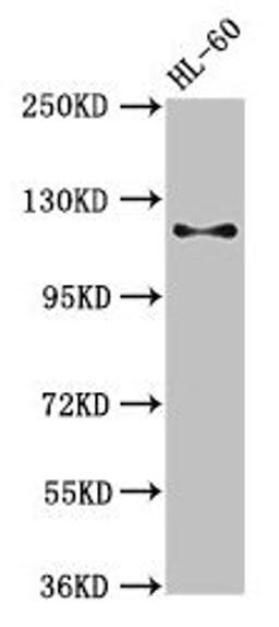 Western Blot. Positive WB detected in: HL60 whole cell lysate. All lanes: Cd163 antibody at 3µg/ml. Secondary. Goat polyclonal to rabbit IgG at 1/50000 dilution. Predicted band size: 121, 126 kDa. Observed band size: 121 kDa