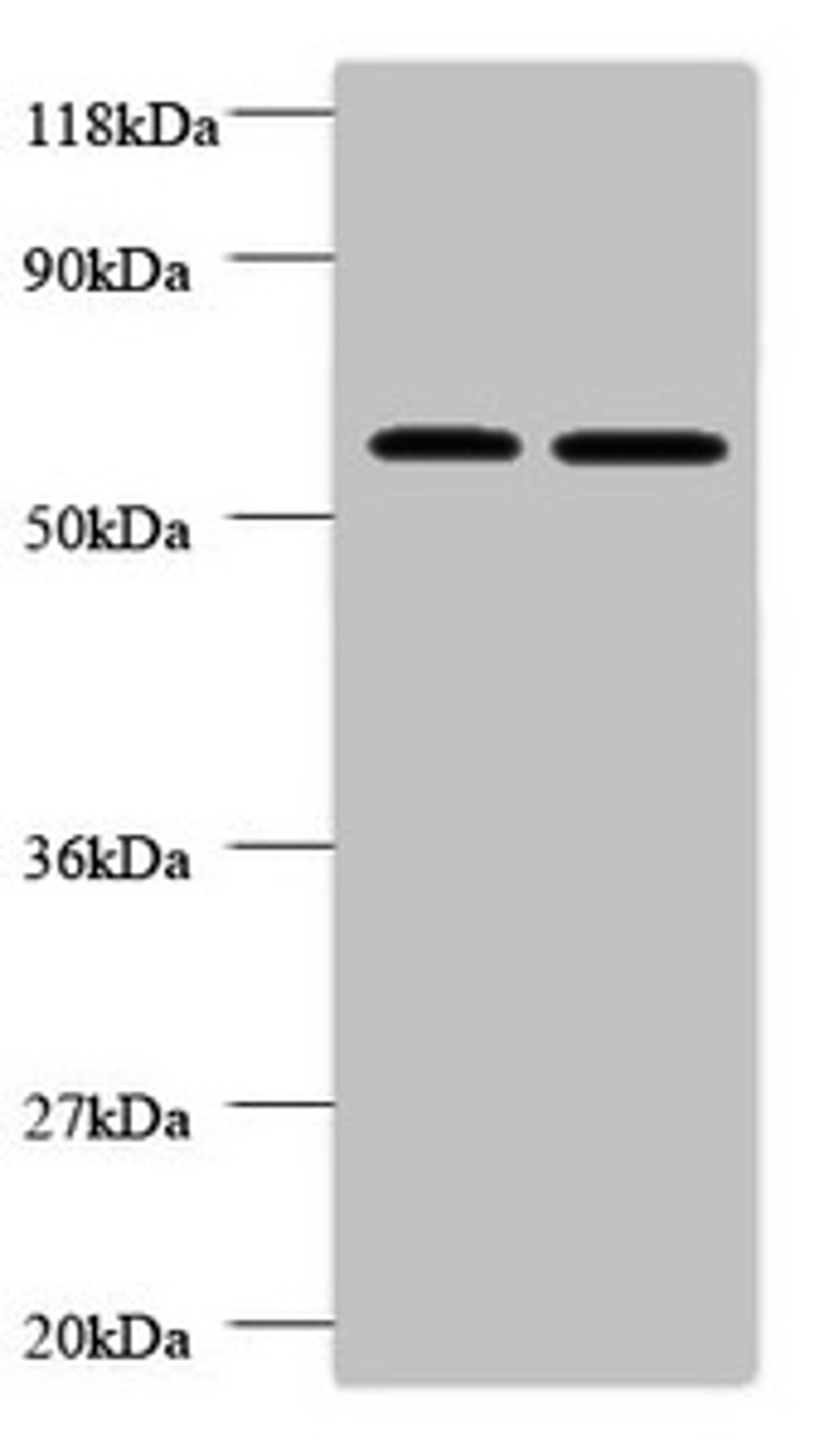Western blot. All lanes: FUCA2 antibody at 2µg/ml. Lane 1: EC109 whole cell lysate. Lane 2: 293T whole cell lysate. Secondary. Goat polyclonal to rabbit IgG at 1/10000 dilution. Predicted band size: 55, 20 kDa. Observed band size: 55 kDa