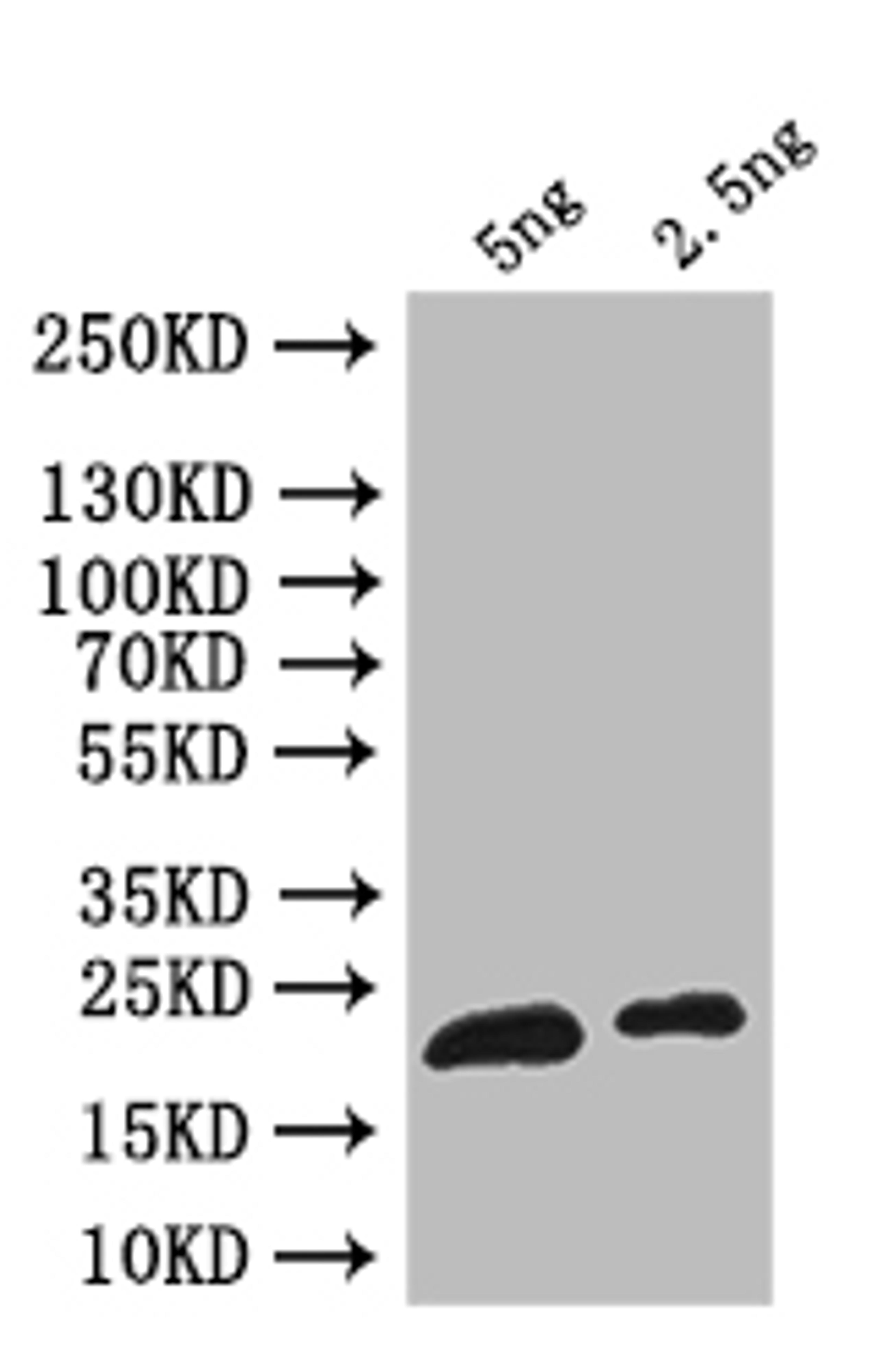 Western Blot. Positive WB detected in: recombinant protein. All lanes: ribH Antibody at 1:1000. Secondary. Goat polyclonal to rabbit IgG at 1/50000 dilution. Predicted band size: 23 kDa. Observed band size: 23 kDa. 