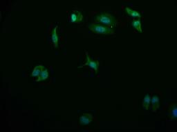 Immunofluorescence staining of HepG2 cell with CSB-RA178866A0HU at 1:50, counter-stained with DAPI. The cells were fixed in 4% formaldehyde and blocked in 10% normal Goat Serum. The cells were then incubated with the antibody overnight at 4°C. The secondary antibody was Alexa Fluor 569-congugated AffiniPure Goat Anti-Rabbit IgG(H+L).