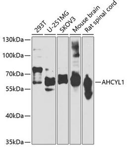 Western blot - AHCYL1 antibody (A7773)