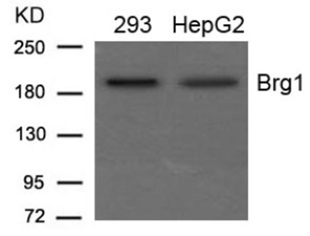 Western blot analysis of lysed extracts from 293 and HepG2 cells using Brg1 Antibody.