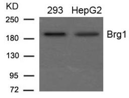 Western blot analysis of lysed extracts from 293 and HepG2 cells using Brg1 Antibody.