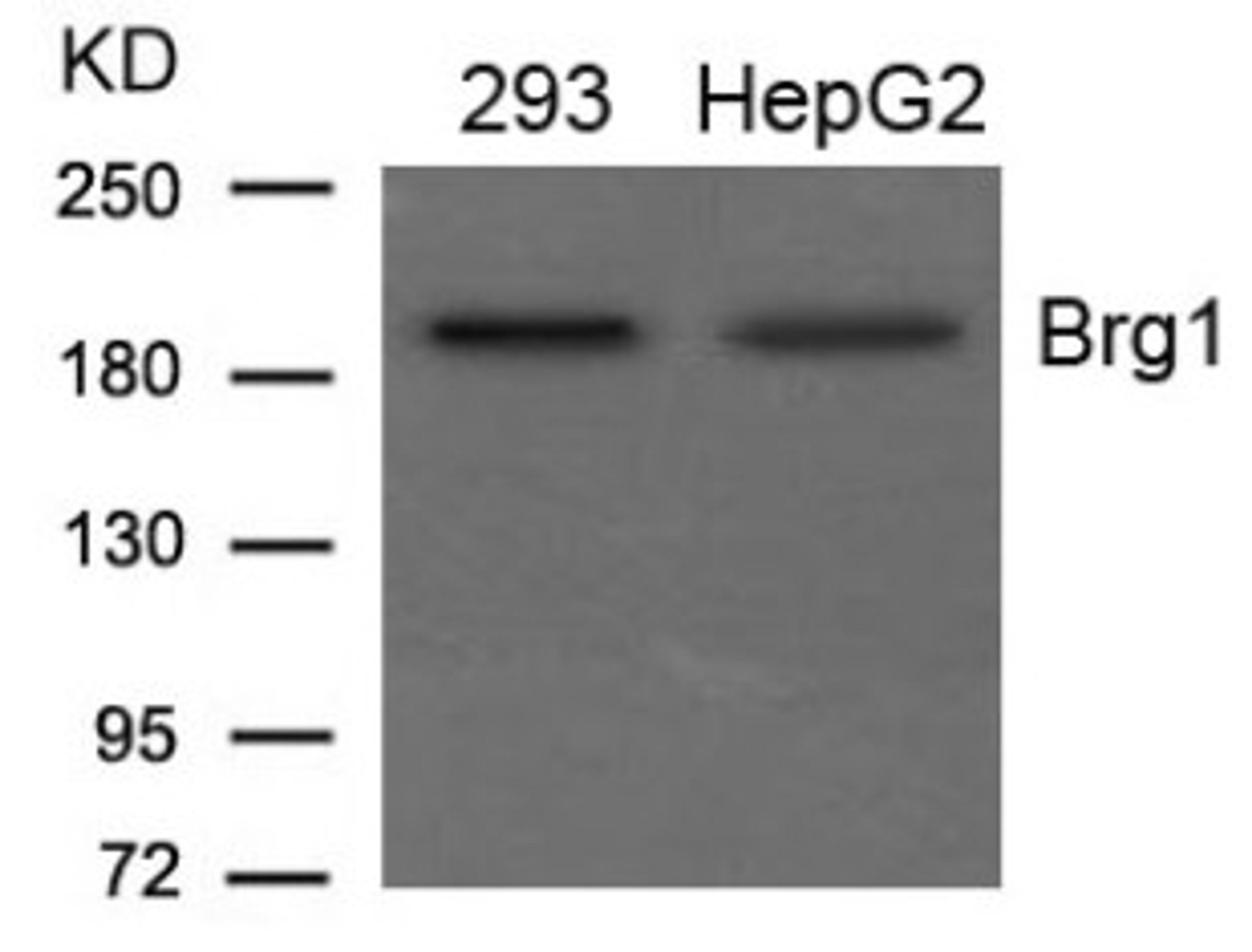 Western blot analysis of lysed extracts from 293 and HepG2 cells using Brg1 Antibody.