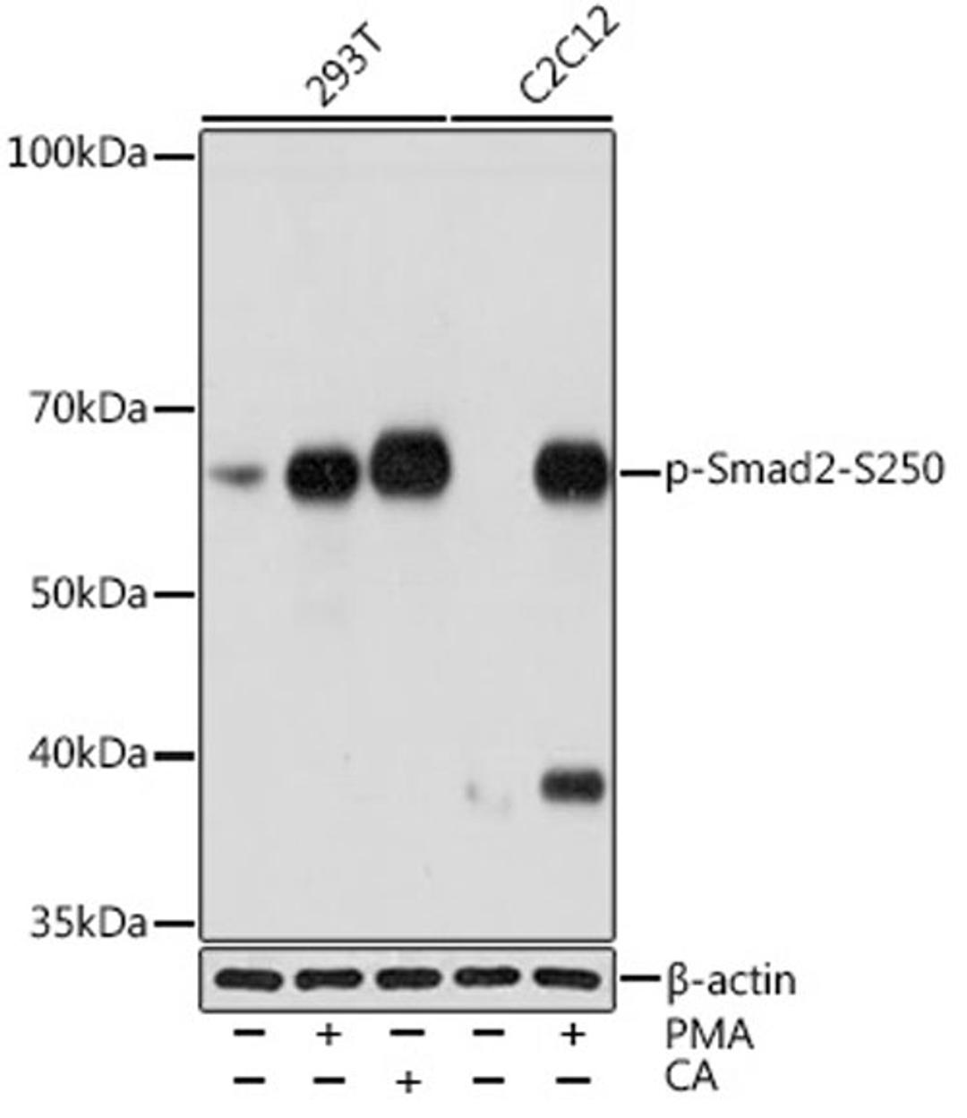 Western blot - Phospho-Smad2-S250 Rabbit mAb (AP1007)