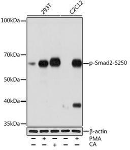 Western blot - Phospho-Smad2-S250 Rabbit mAb (AP1007)