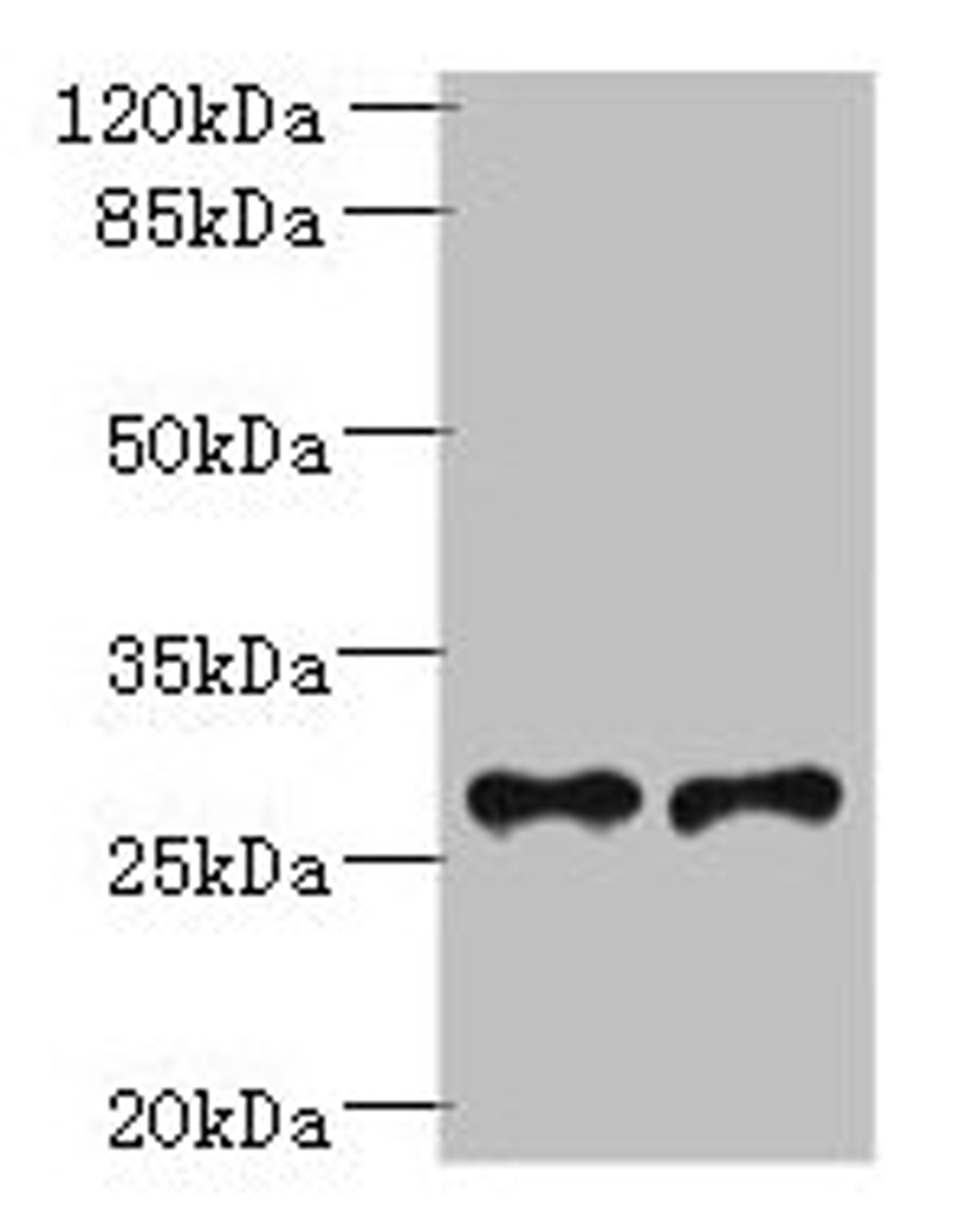Western blot. All lanes: Trem2 antibody at 6µg/ml. Lane 1: Mouse liver tissue. Lane 2: THP-1 whole cell lysate. Secondary. Goat polyclonal to rabbit IgG at 1/10000 dilution. Predicted band size: 25, 28 kDa. Observed band size: 28 kDa