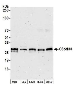 Detection of human C8orf33 by WB.