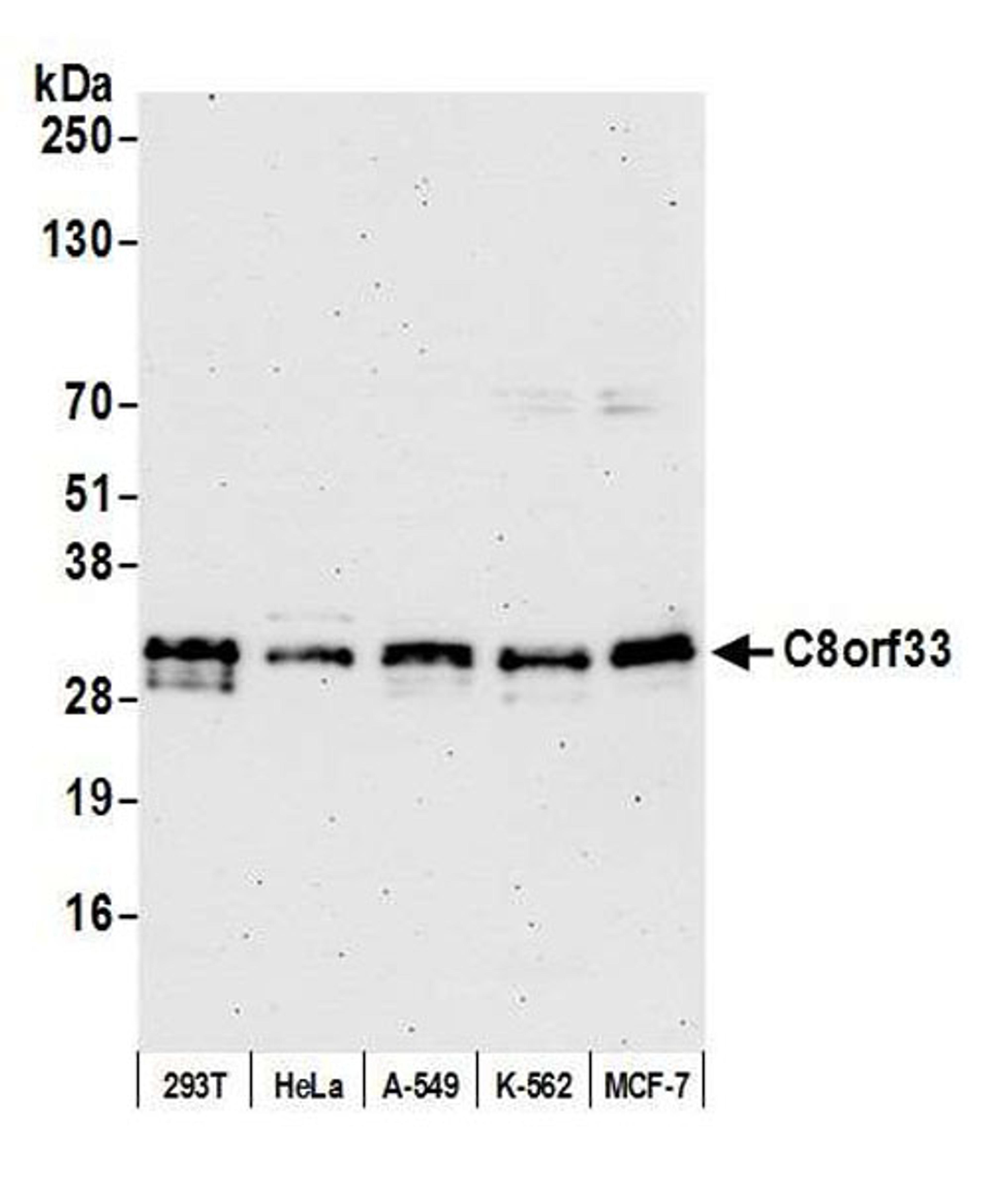 Detection of human C8orf33 by WB.