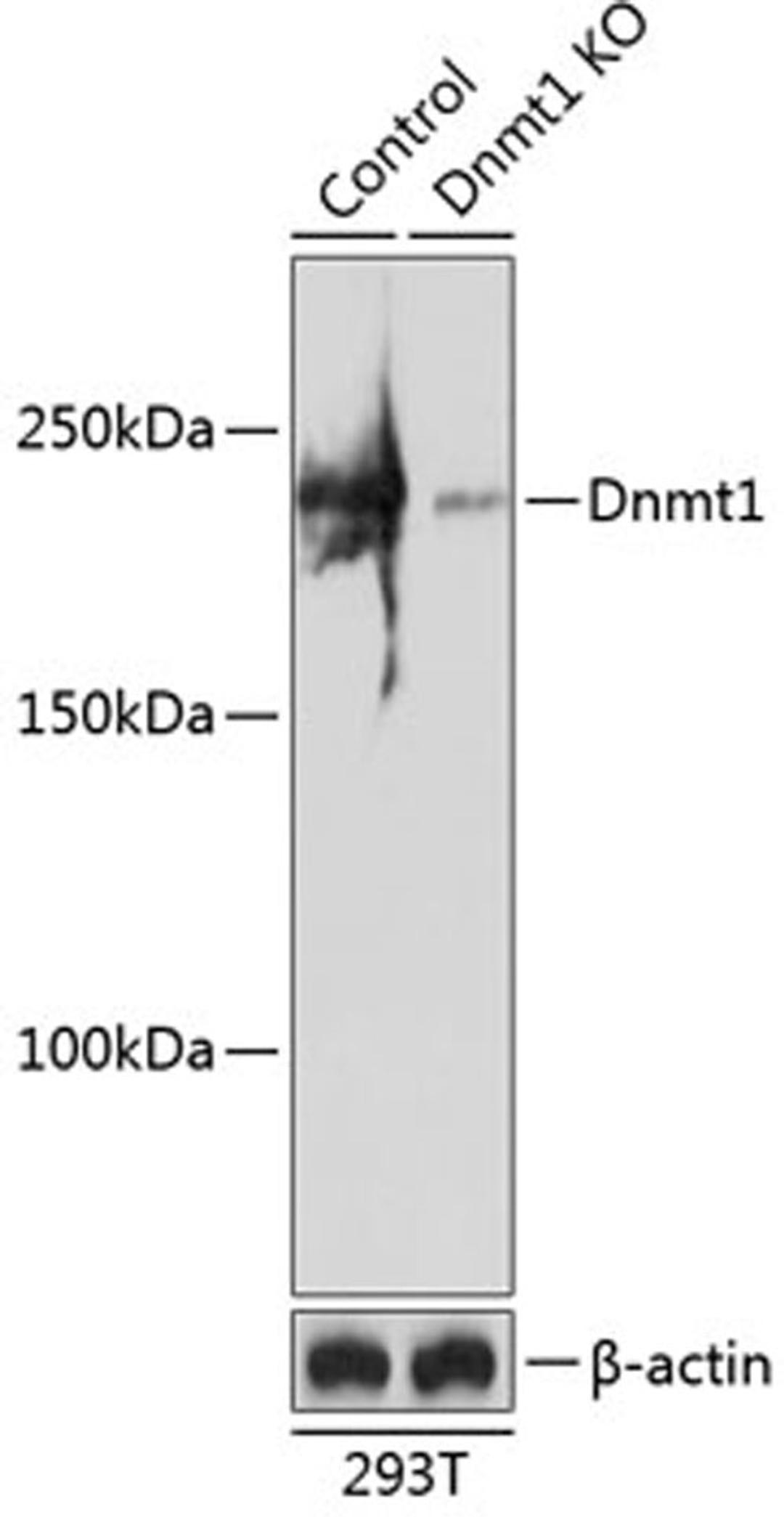 Western blot - Dnmt1 antibody (A19679)